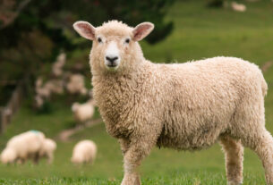 borrego en el campo