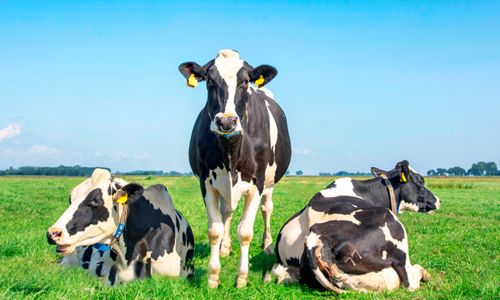 vacas hechadas en el pasto