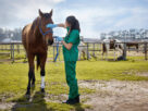 imagen de veterinaria acariciando a un caballo en el coral