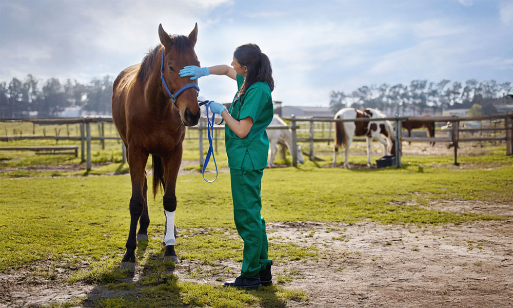 imagen de veterinaria acariciando a un caballo en el coral