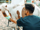 Veterinario revisando una yegua