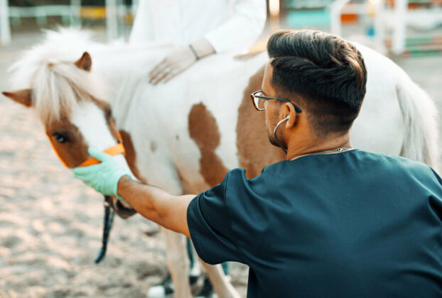 Veterinario revisando una yegua