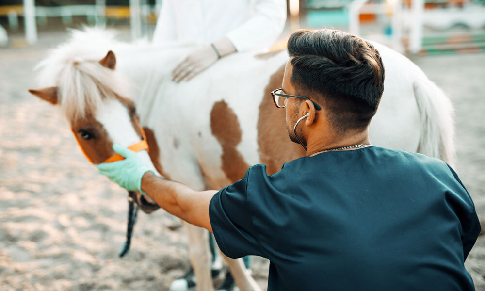 Veterinario revisando una yegua